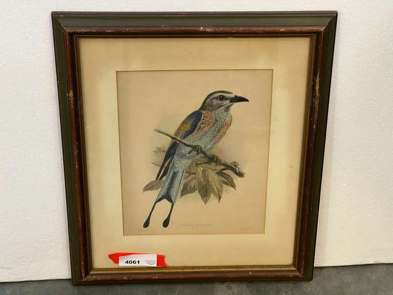 Framed and matted hand-colored lithograph, from the Dutch ornithologist and artist Johannes Gerardus Keulemans. image