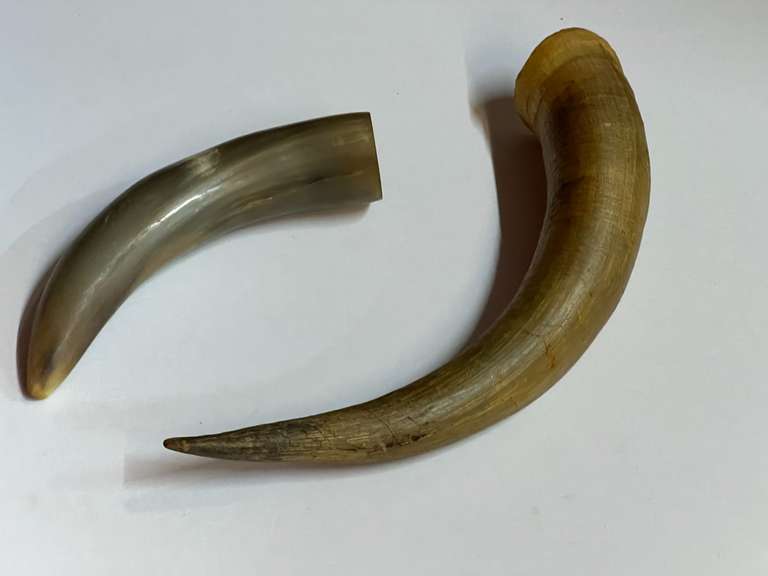 Steer horns, two pieces, see pictures or details. image