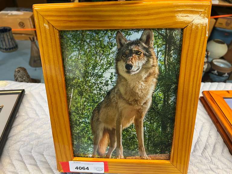 Framed photographic wolf print, see pictures for details. image