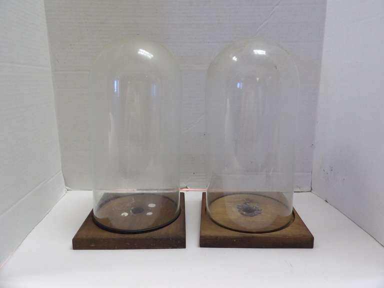 TWO VINTAGE GLASS DOME COLLECTOR'S CASES image