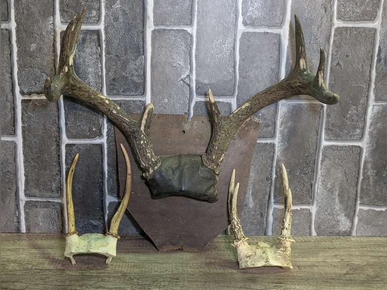 EIGHT POINT, FOUR POINT, AND SPIKE DEER ANTLERS image