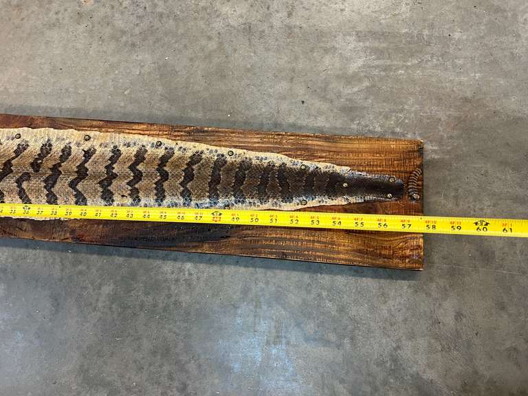 Mounted timber rattlesnake skin, with buttons, see pictures for details.
