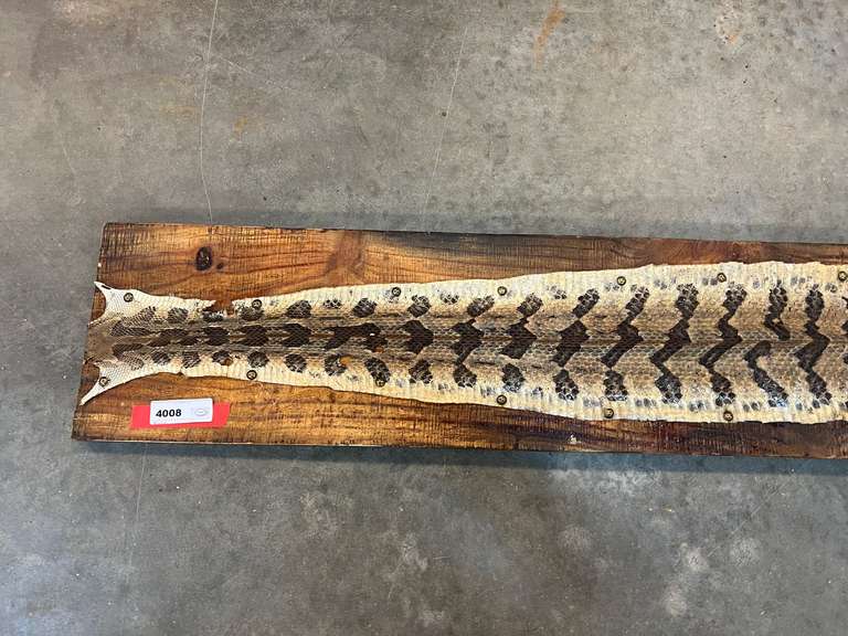 Mounted timber rattlesnake skin, with buttons, see pictures for details.