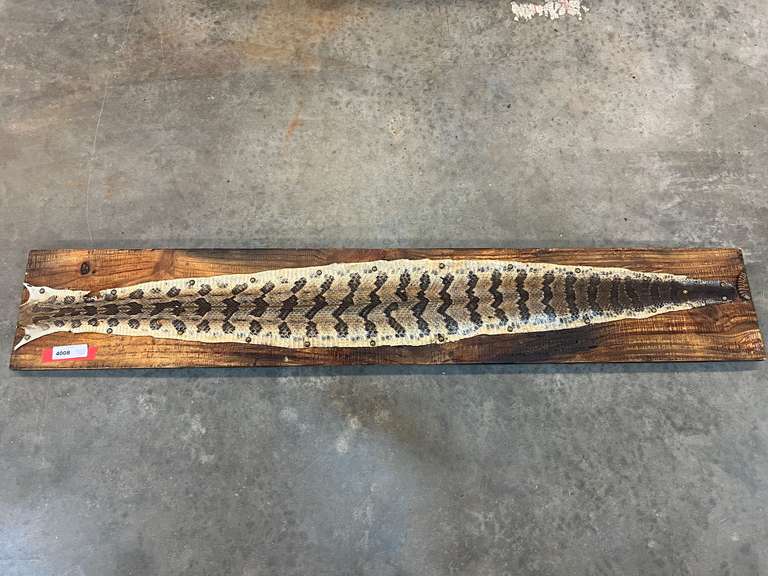 Mounted timber rattlesnake skin, with buttons, see pictures for details.
