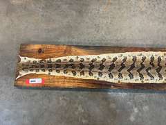 Mounted timber rattlesnake skin, with buttons, see pictures for details.