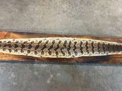 Mounted timber rattlesnake skin, with buttons, see pictures for details.