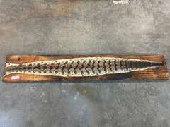 Mounted timber rattlesnake skin, with buttons, see pictures for details.