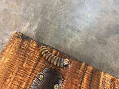 Mounted timber rattlesnake skin, with buttons, see pictures for details.