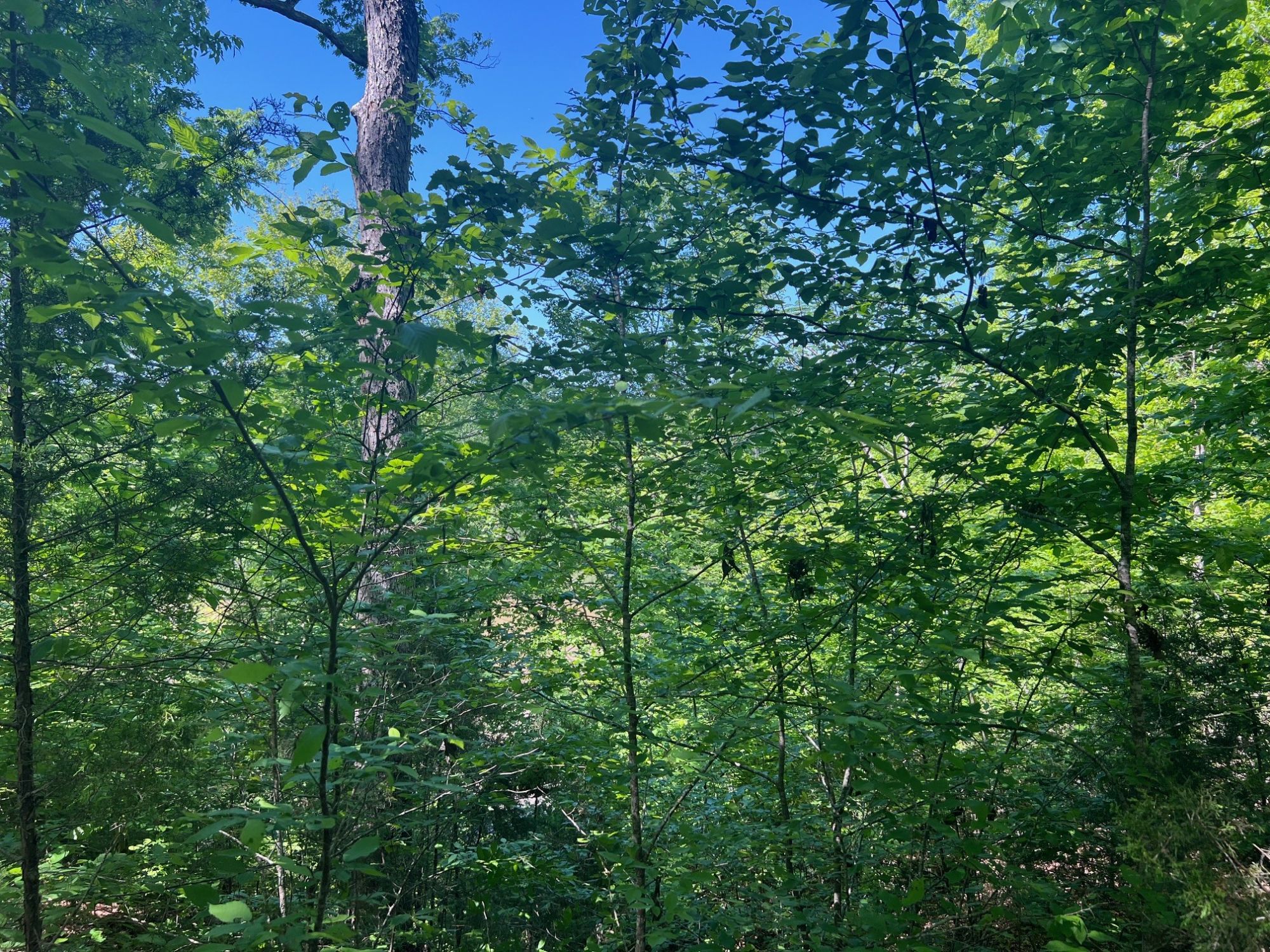 Lot image 11