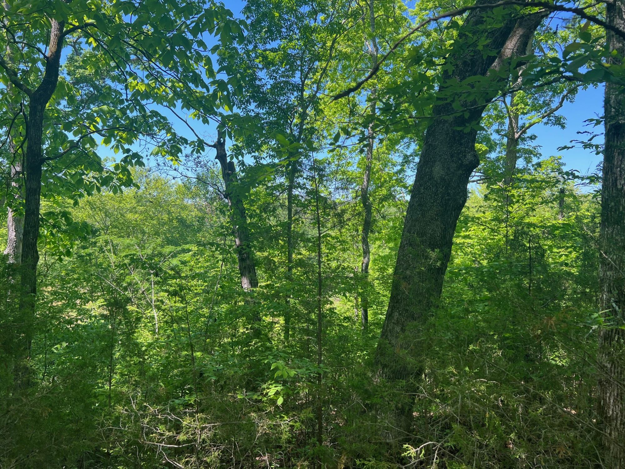 Lot image 6