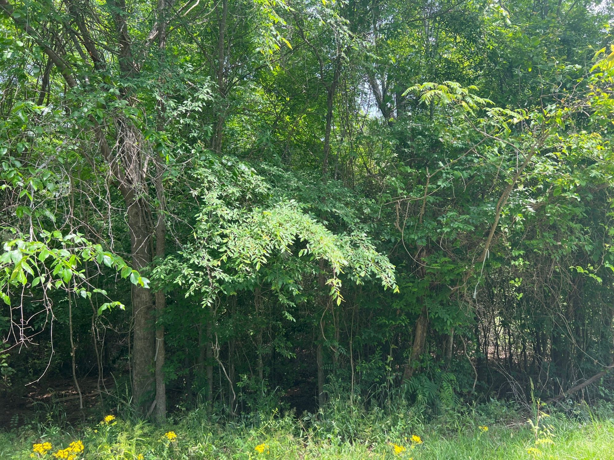 Lot image 6