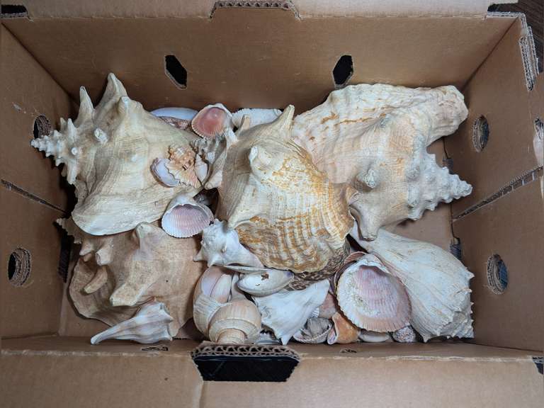 NATURAL SEASHELL COLLECTION INCLUDING MULTIPLE LARGE CONCH SHELLS image