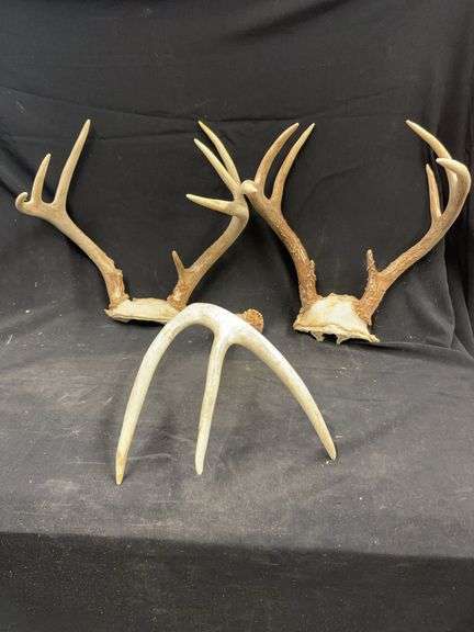 Three Deer Antler Mounts image