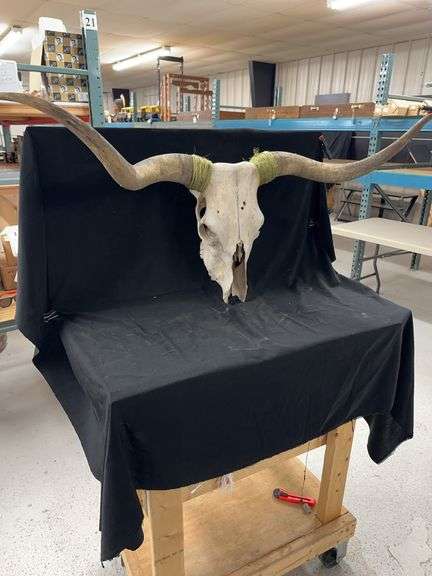 Texas Longhorn Skull with Horns image