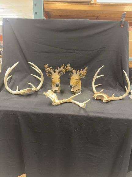 Mounted Deer Heads & Antler Lot image