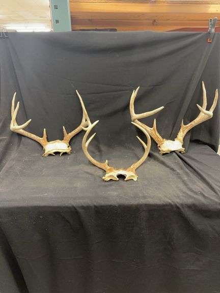 Group of Three White-Tailed Deer Antler Mounts image