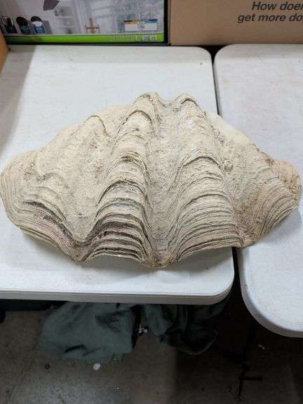 LARGE CLAM SHELL image