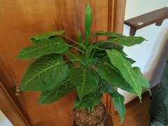 Wooden Plant Stand with Artificial Plant