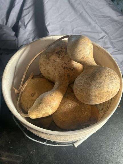 Bucket of Gourds image