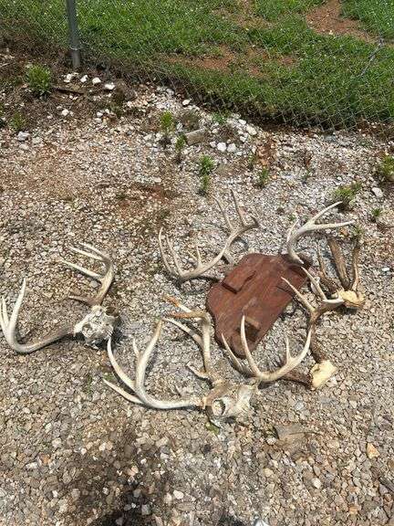 Set of Deer Antlers and Skull Mount Display image