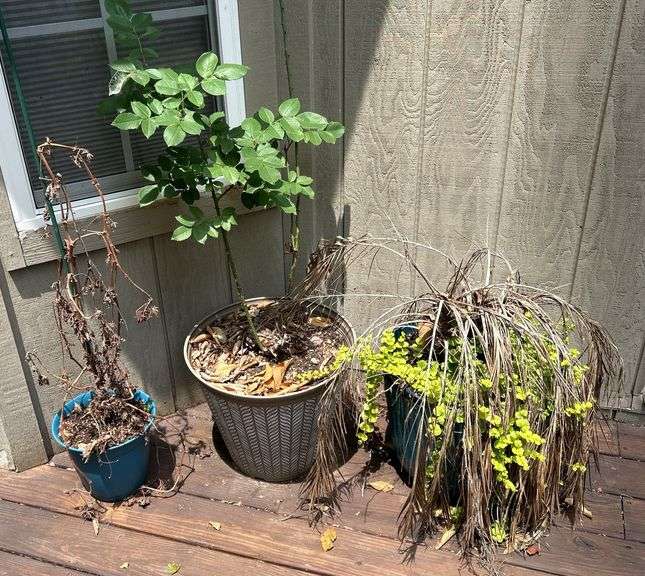 Three Potted Plants image