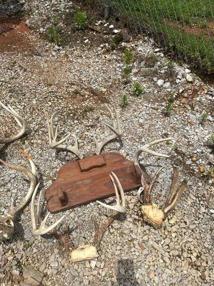 Set of Deer Antlers and Skull Mount Display