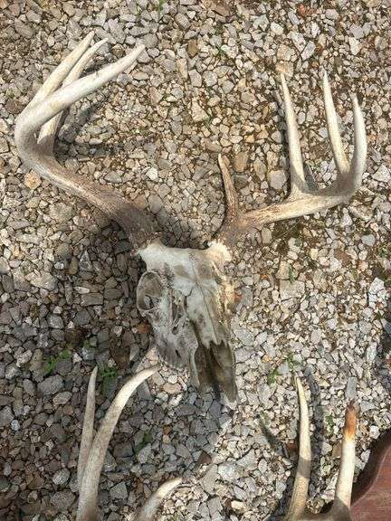 Set of Deer Antlers and Skull Mount Display