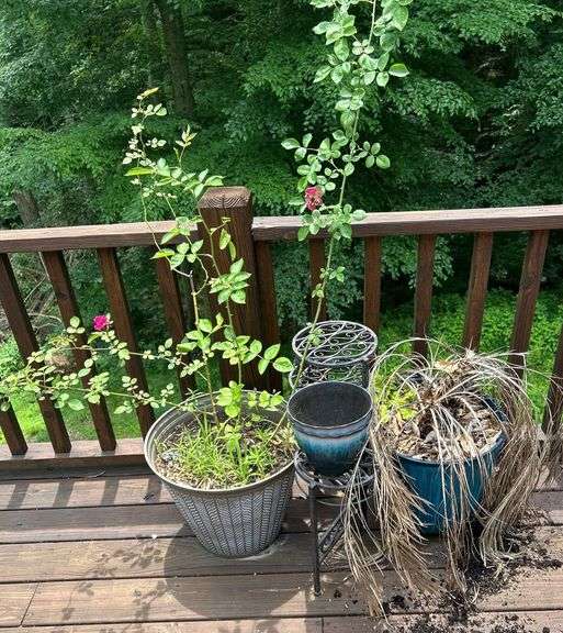 Variety of Garden Pots and Plant Stands image
