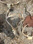 Set of Deer Antlers and Skull Mount Display