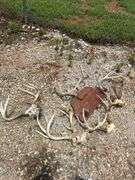 Set of Deer Antlers and Skull Mount Display
