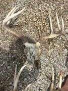 Set of Deer Antlers and Skull Mount Display