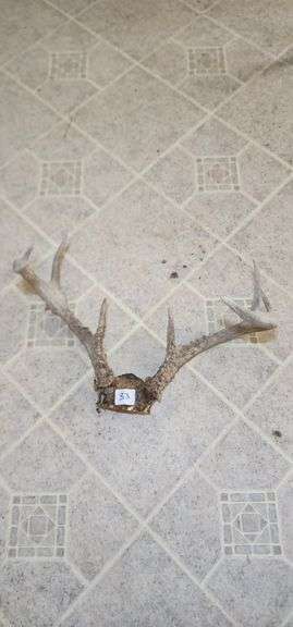 Deer Antler Mount - Taxidermy image