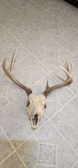 Whitetail Deer Skull with Antlers image