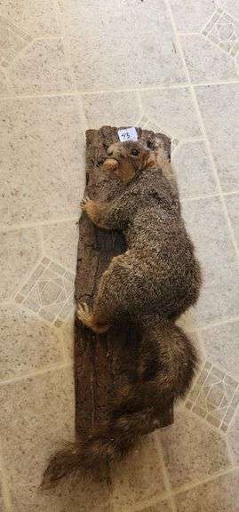 Taxidermy Squirrel Mount image