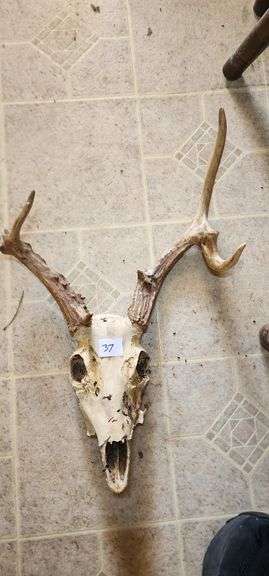 Deer Skull with Antlers image