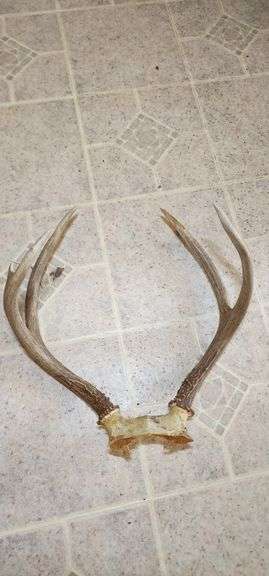 Deer Antlers Shed Rack image