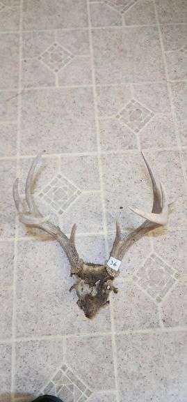 Mounted Deer Antlers image