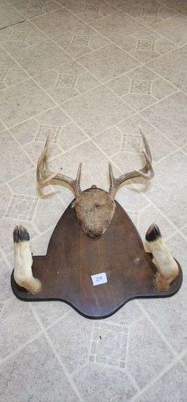 Deer Antlers Taxidermy Mount image
