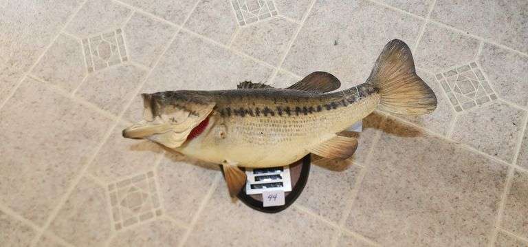 Mounted Largemouth Bass Fish Taxidermy image