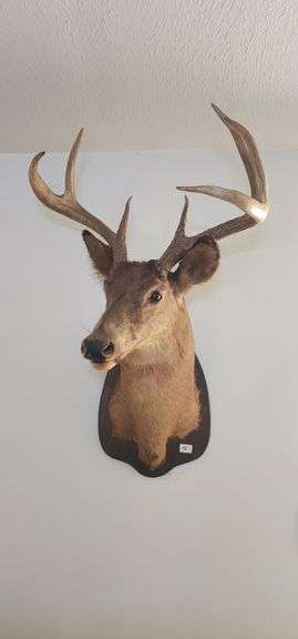 Mounted Deer Head Taxidermy image
