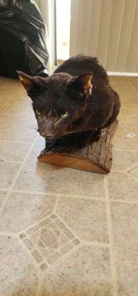 Taxidermy Black Cat Mount image