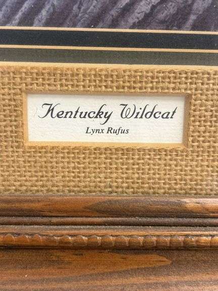 Framed "Kentucky Wildcat" Lynx Rufus Print by Steve Stolarz
