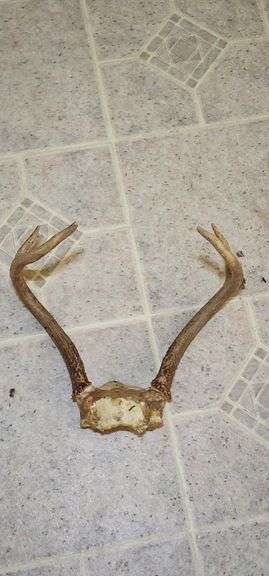 Shed Deer Antler Rack image