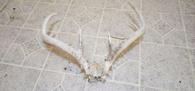 Deer Antler Skull Mount image