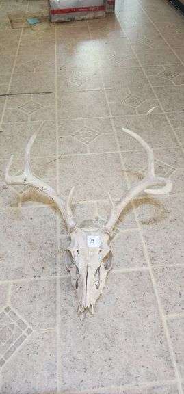 Deer Skull with Antlers image
