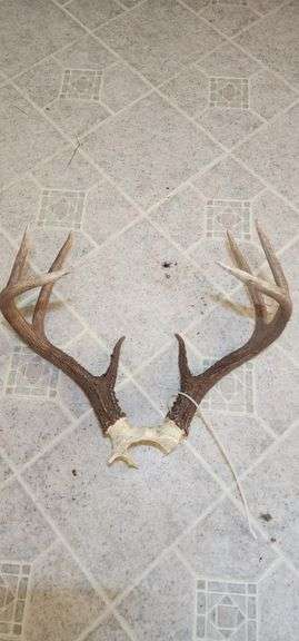 Deer Antler Sheds image