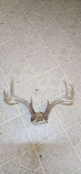 Large Deer Antler Mount image