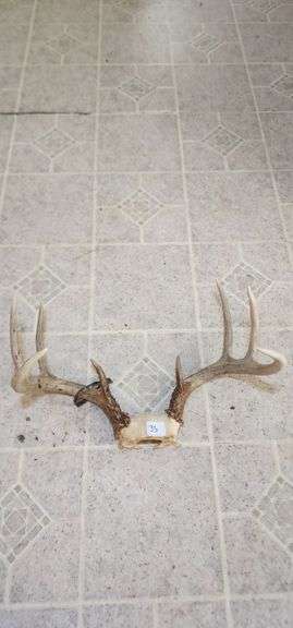 Deer Antlers Taxidermy Mount image