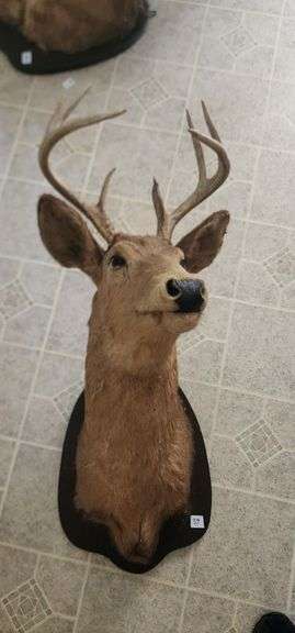 Taxidermy Deer Head Mount image