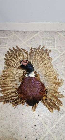 Mounted Ring-Necked Pheasant Display image